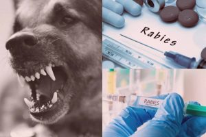 rabies in dog bites